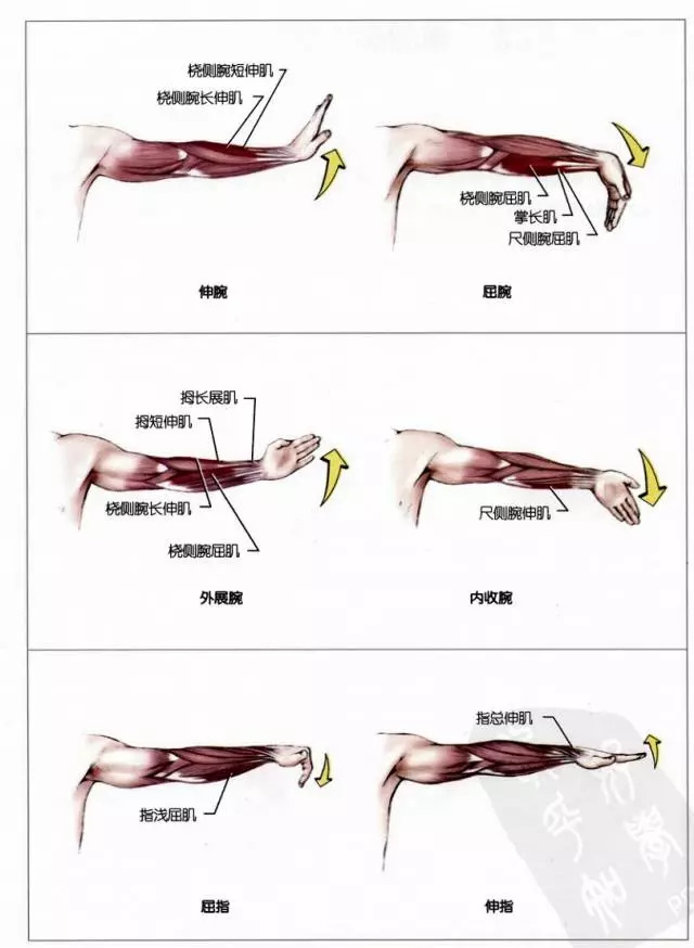 拇指的屈伸和收展图解图片