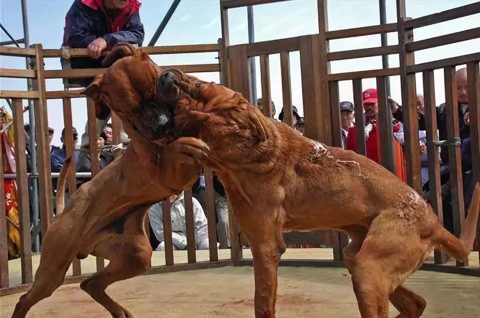 我是日本最強鬥犬土佐可是我不想戰鬥