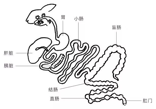 家兔的循环系统示意图图片