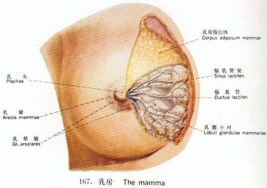 乳腺在乳房的什么位置图片