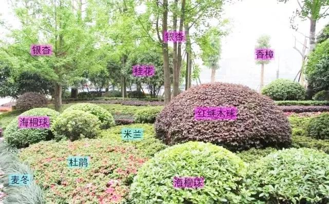 豫植識植物組團配置秘籍超實用