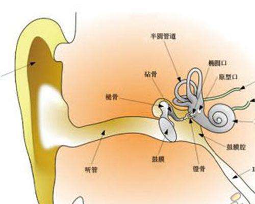 人的耳朵内部图高清图片