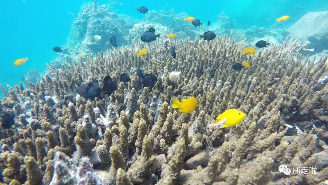 世界上最大最美的珊瑚礁即将死亡你可能是凶手