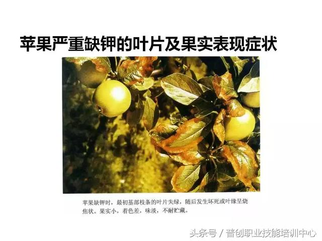 91張 各種作物缺鉀圖_公益