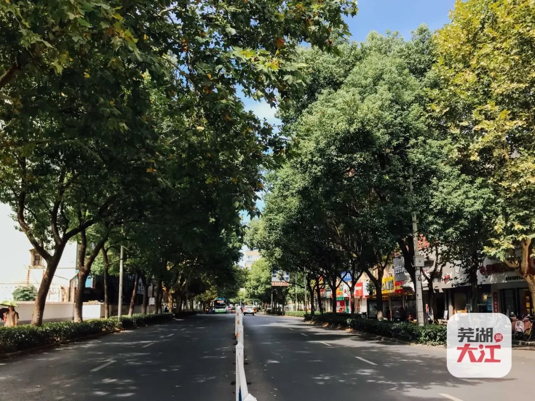 《夏至未至》时而且这个城市里到处都是香樟"浅川的街道总是很干净的