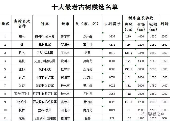 容縣1750年的格木入選廣西十大最老古樹候選名單