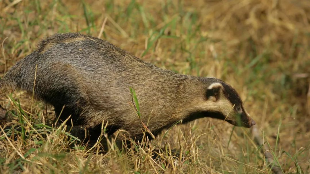 狗獾是上海现存所有野生动物中体型最大的,目前也依然有野生狗獾的