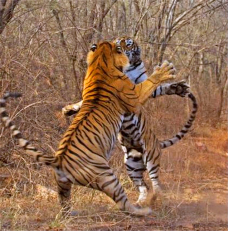 雄虎试图偷走雌虎的猎物,被愤怒的雌虎发现,吃痛后落荒而逃