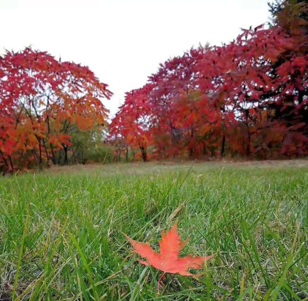 視覺志 | 在中國醉美大學賞紅葉秋色