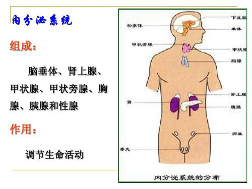 科学研究表明,人体内分泌系统与肝肾功能是密切相关的