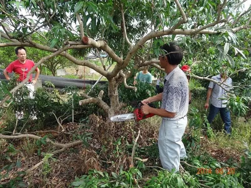 在整个秋梢生长期间如遇到干旱天气,如10～15天没有下足雨的就要及时