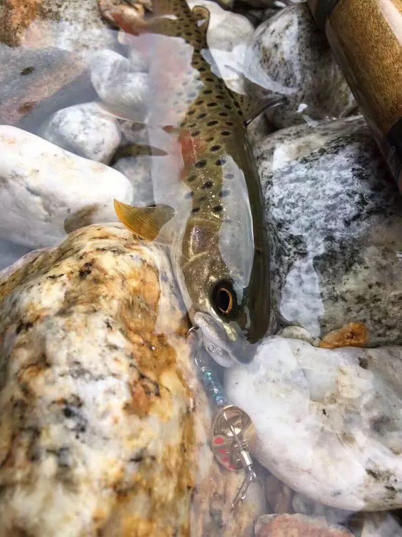 溪钓虹鳟鱼冷水中的精灵眼赏心动不舍带走