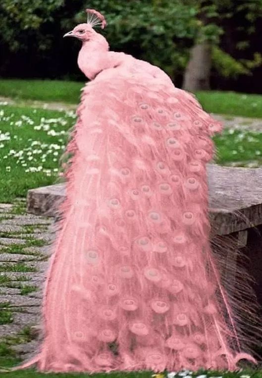 粉色孔雀的真实图片图片