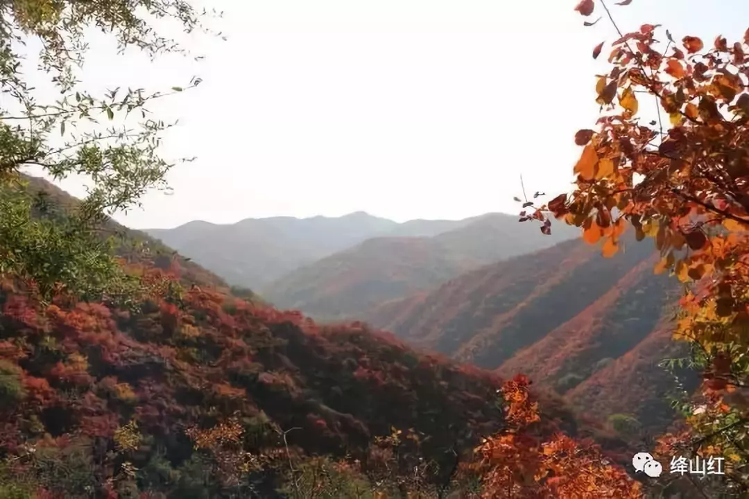 十月山西绛县的红叶红了约起来天下第一县看绛山红遍