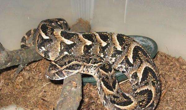 世界上最毒的蛇最大图片