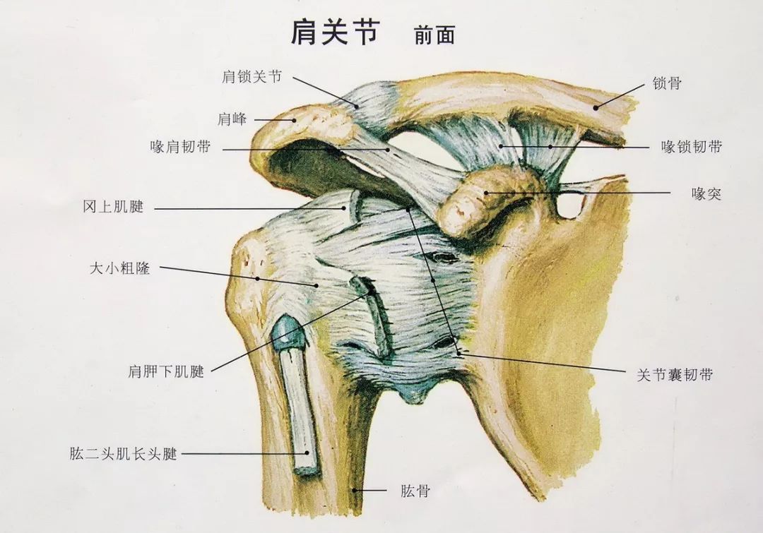 其中,冈上肌止于肱骨的上方,它负责肩关节的外展;冈下肌和小圆肌都止
