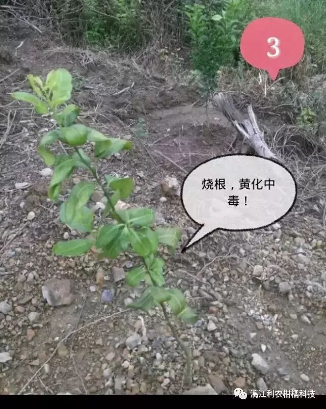 作物缺硫图片