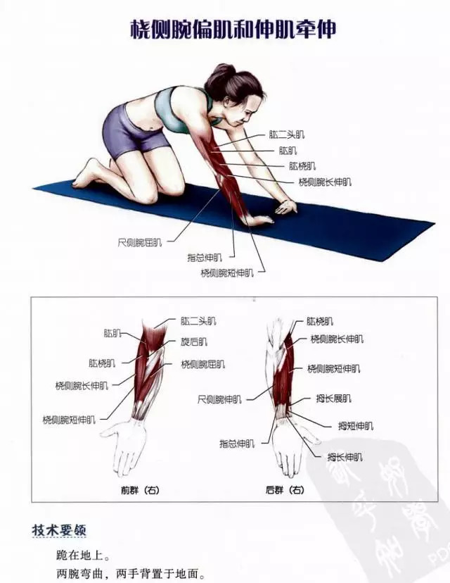 拉伸解剖指南頸肩背胸手臂腕手