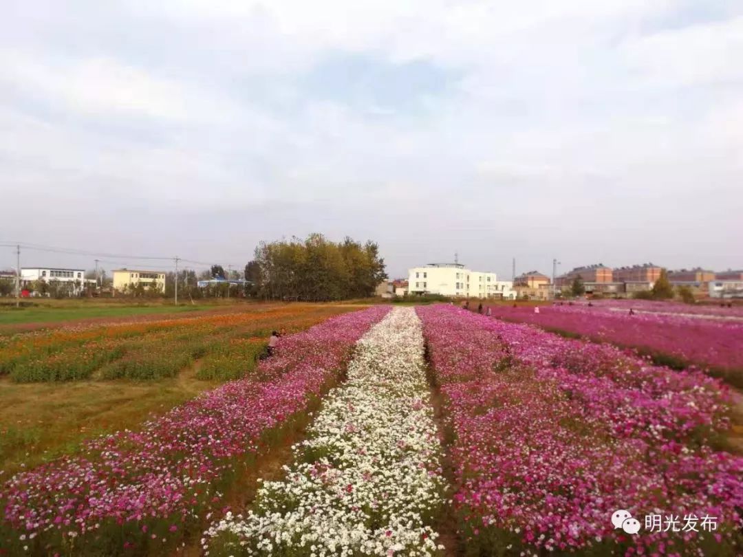 【消息】明光有个网红景点!大片花海美炸天,你知道在哪儿吗?