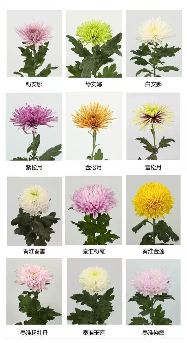 菊花有什么品种图解图片
