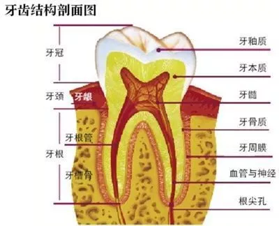 牙齿矫正会引起牙龈萎缩吗牙龈萎缩是怎样形成的