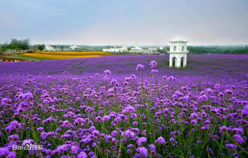 《成都周邊看花,賞葉地圖》出爐,現在去正好!_ 桂湖公園