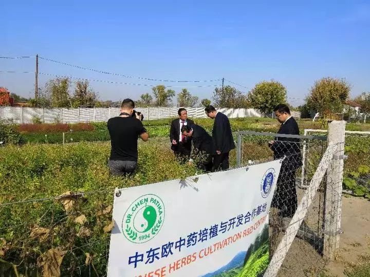 中草藥在國外開始種植匈牙利成立中東歐中藥培植與研發基地