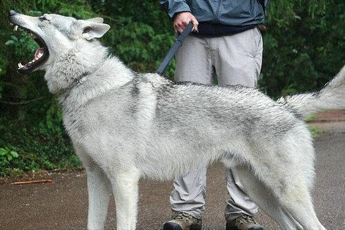 捷克狼犬是喀尔巴阡山脉狄莫拜狼与德国牧羊犬的后代