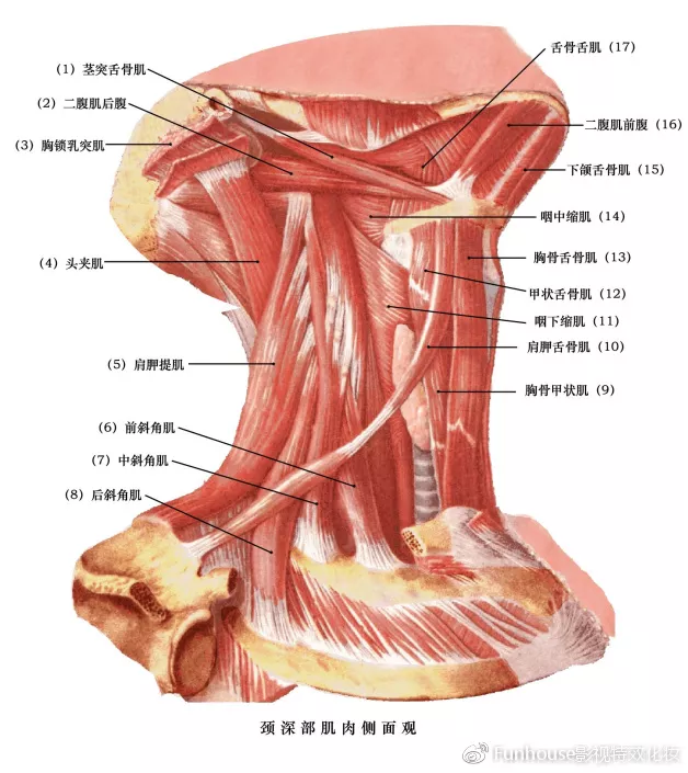 颈部二腹肌解剖图图片