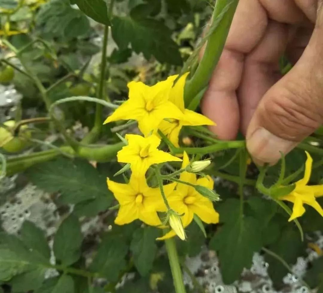 番茄开花这么好看看他用了什么