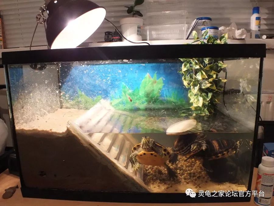 废弃的鱼缸改造龟缸图片
