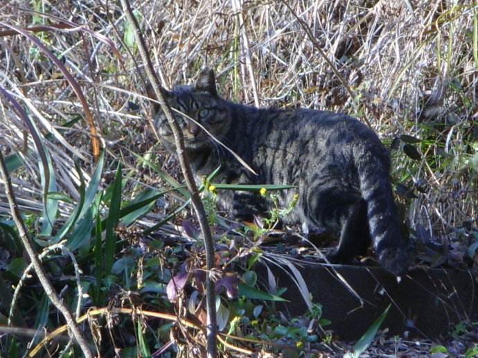 澳大利亚野猫成精了生生把天上飞的吃成濒危