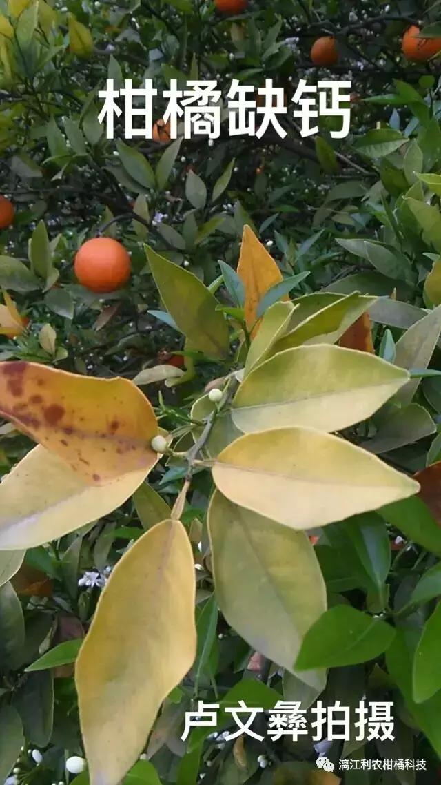 柑橘缺硫图片