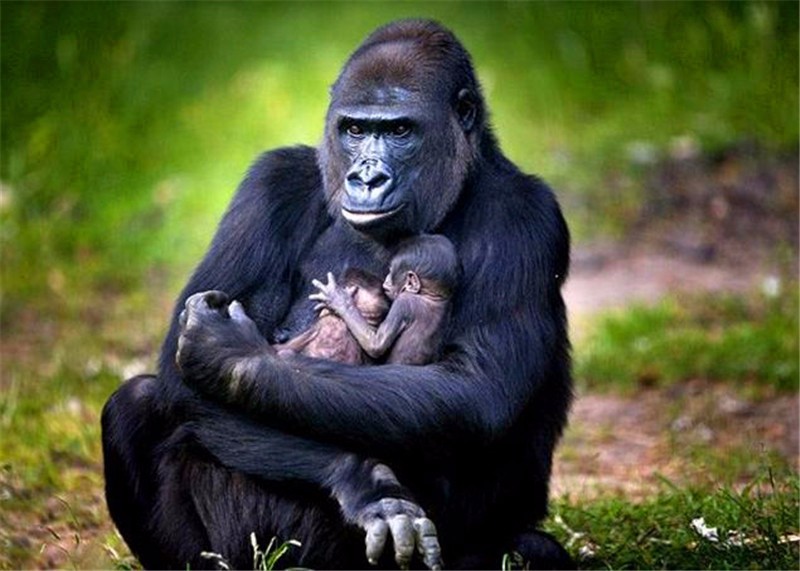 荷兰大猩猩生下了一对龙凤胎人类宝宝,和婴儿长相极为相似