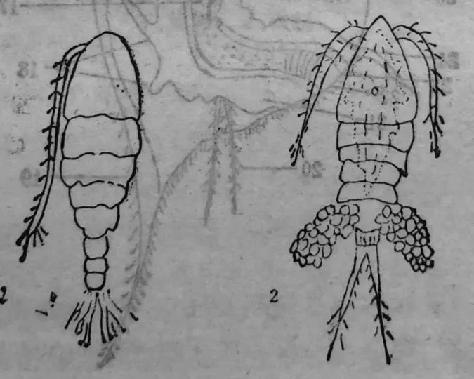 金魚寶寶養成記植物園的數百條金魚寶寶正茁壯成長