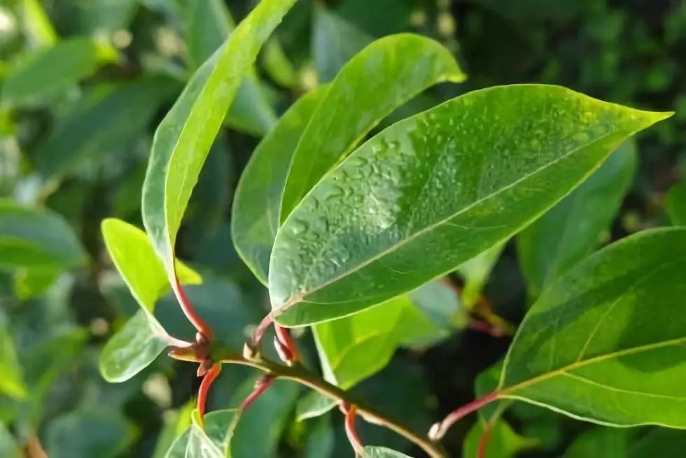 这种樟树被称为植物黄金