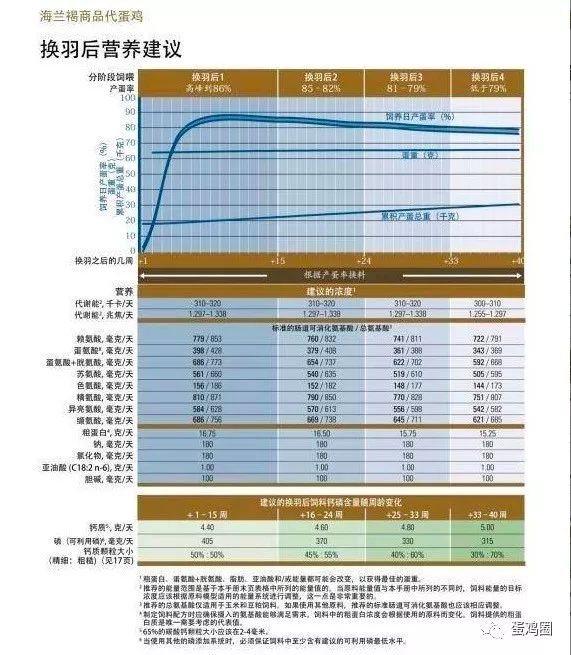 海兰褐蛋鸡体重标准表图片