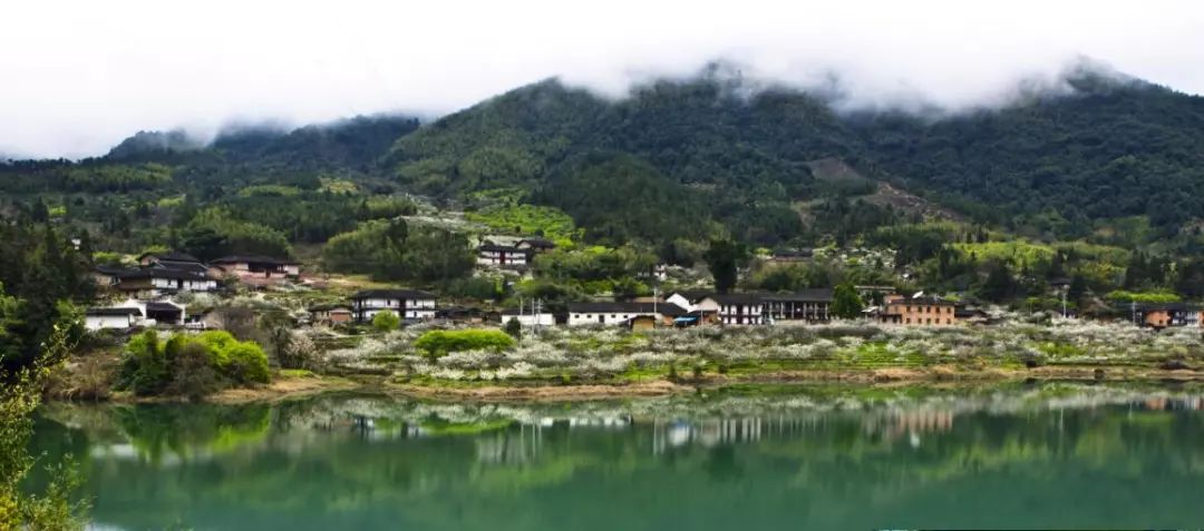 一月漫山梅花开,二月李花缀满枝,三月油菜花引人醉,四月杜鹃红满山