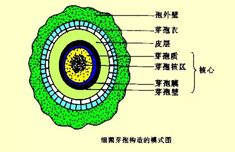大孢子叶球结构图图片