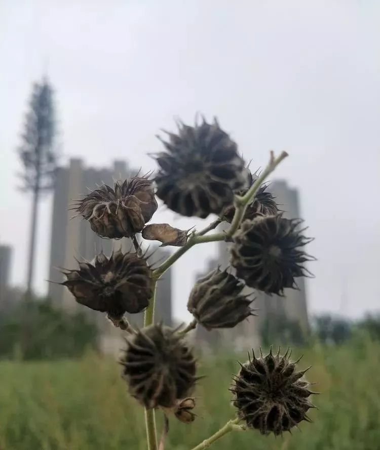 走一走,转一转,菏泽环城大堤观苘麻,美极了!