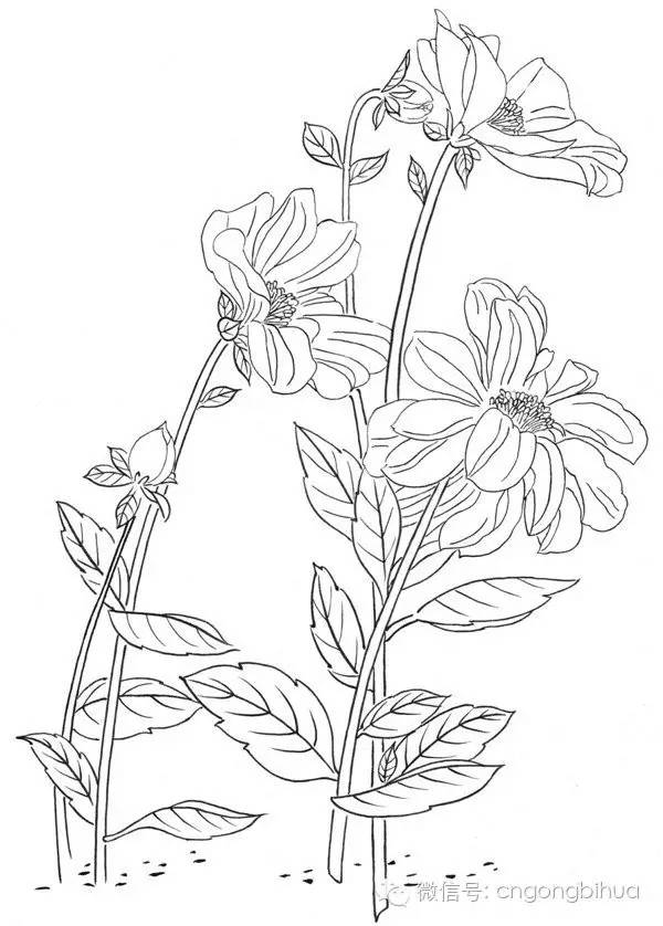 工笔花卉白描简单图片