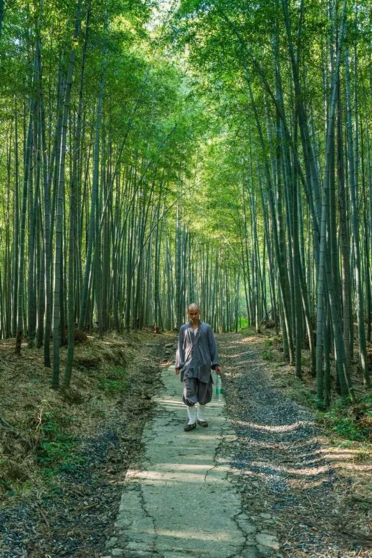 竹林深处有禅院——药山寺竹林禅院