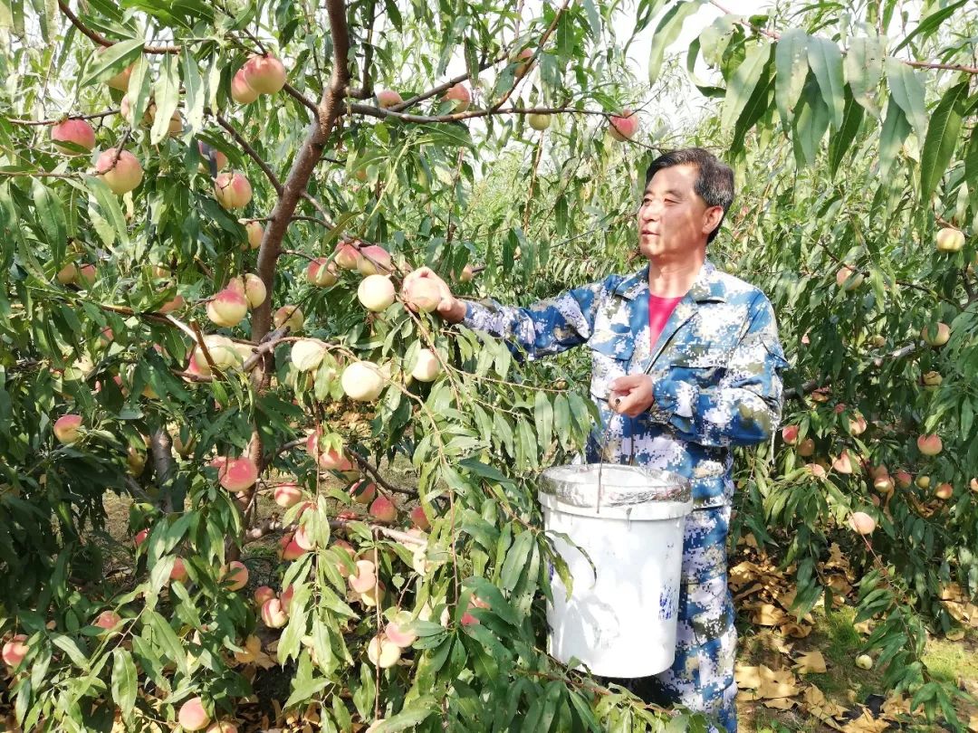 香甜水蜜桃采摘正当时!