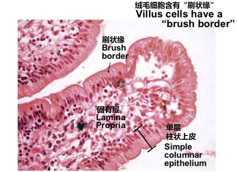 小肠细胞结构图片