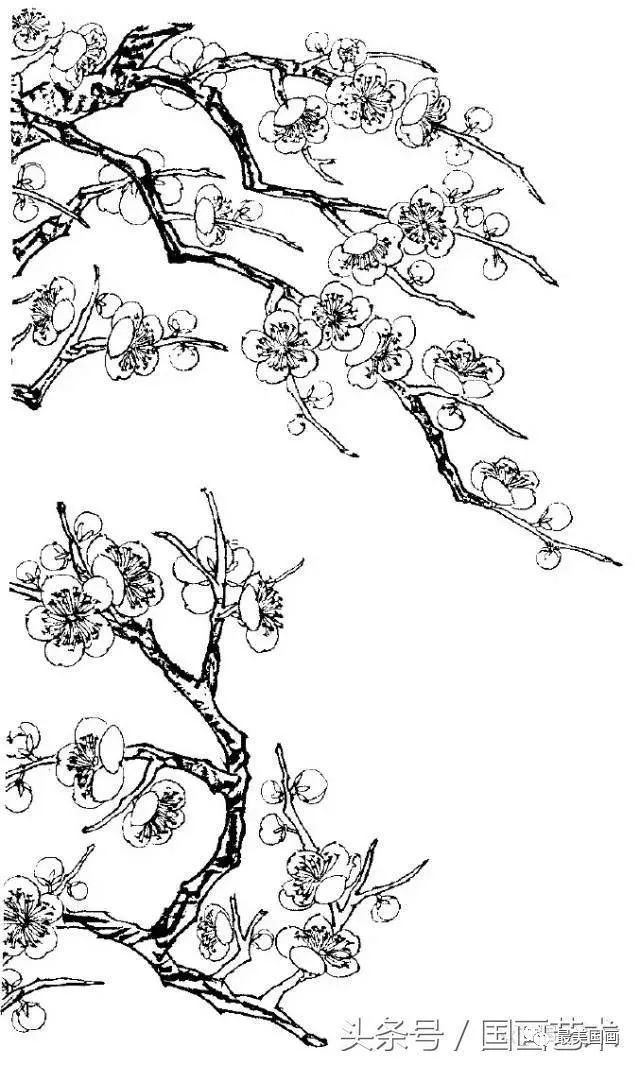 梅花树素描图片