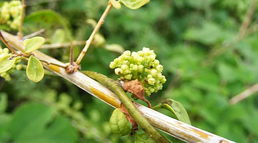 九月生中草药图片大全图片