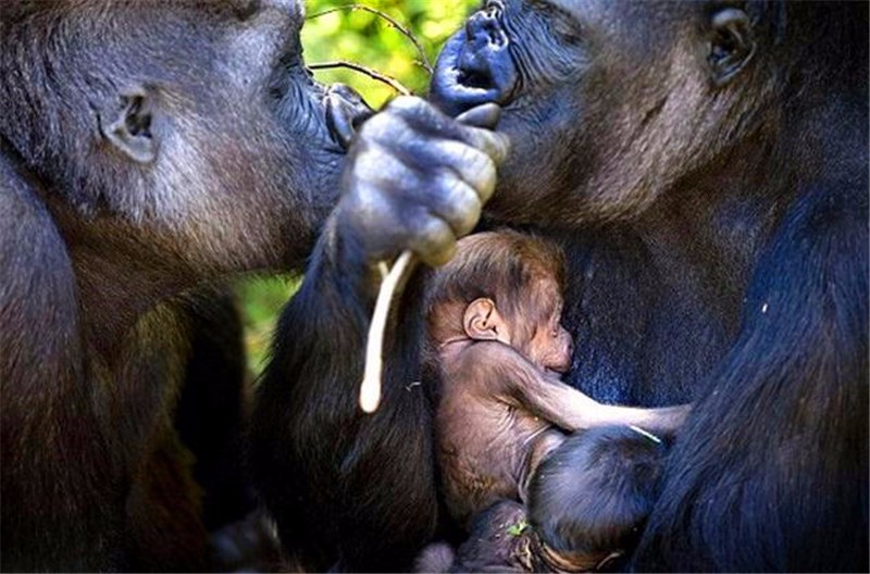 荷兰大猩猩生下了一对龙凤胎人类宝宝,和婴儿长相极为相似