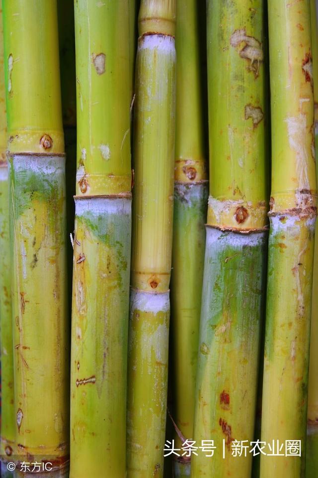 這種綠色甘蔗叫竹蔗，你吃過嗎？綜合利用價值大！_種植