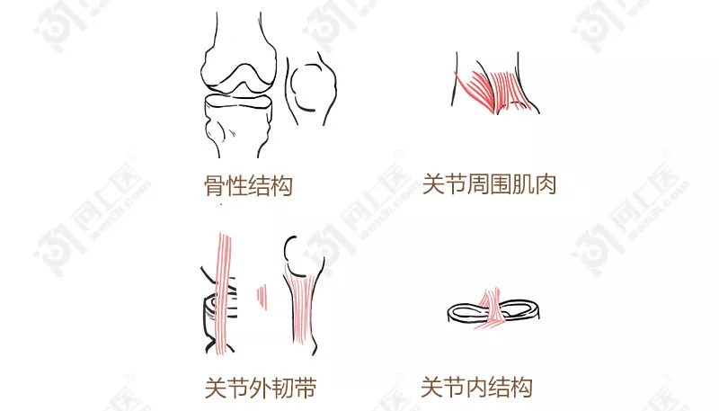 朝一侧打弯又叫屈戌(xu)关节膝关节是我们体内最大最复杂的关节part