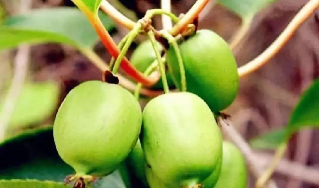 狗枣猕猴桃多少钱一斤?种植前景好不好?